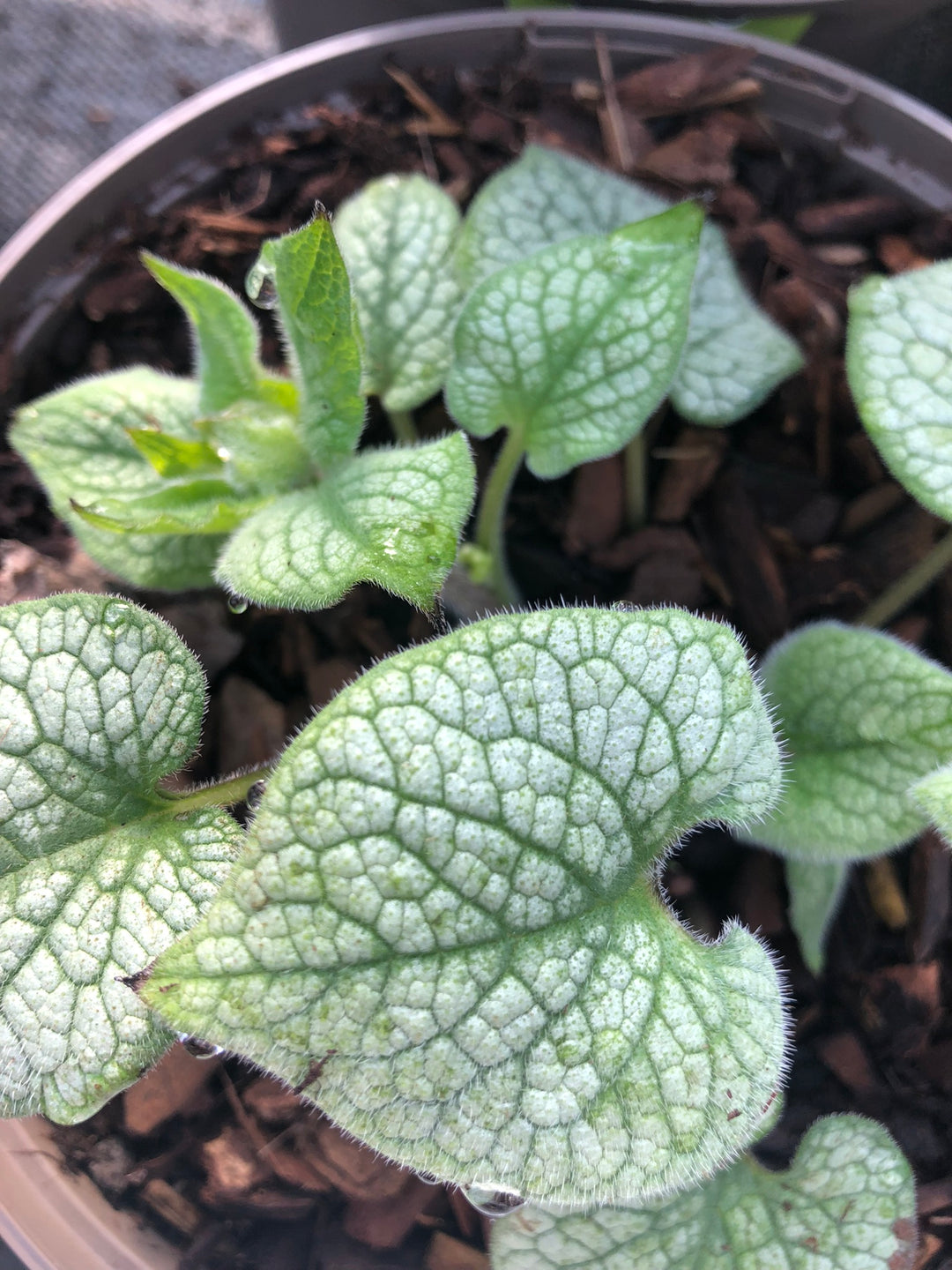 Brunnera macrophylla  Jack Frost