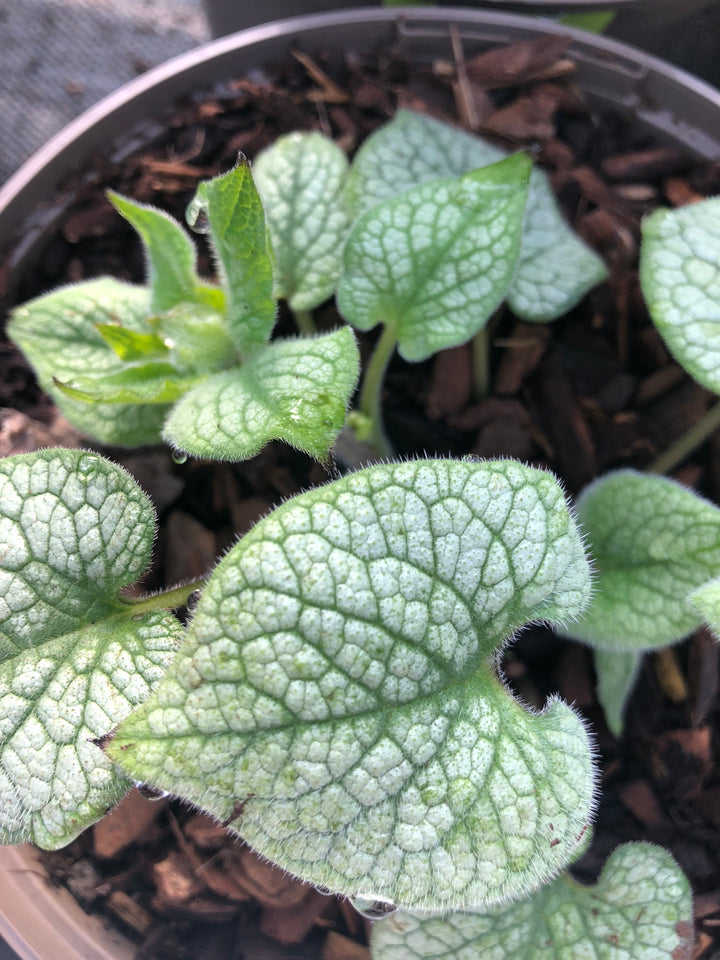 Brunnera macrophylla  Jack Frost