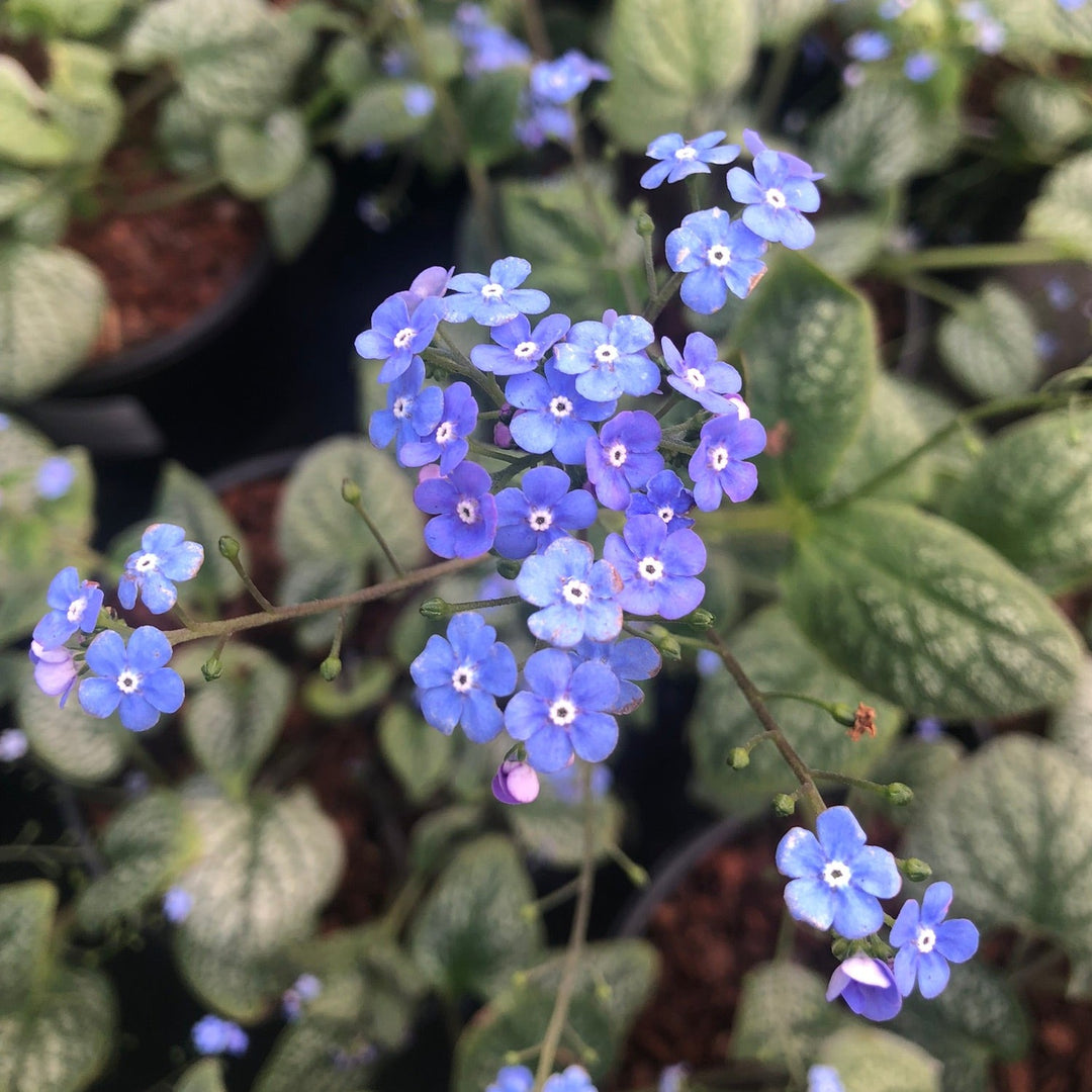 BRUNNERA mac. Jack of Diamonds