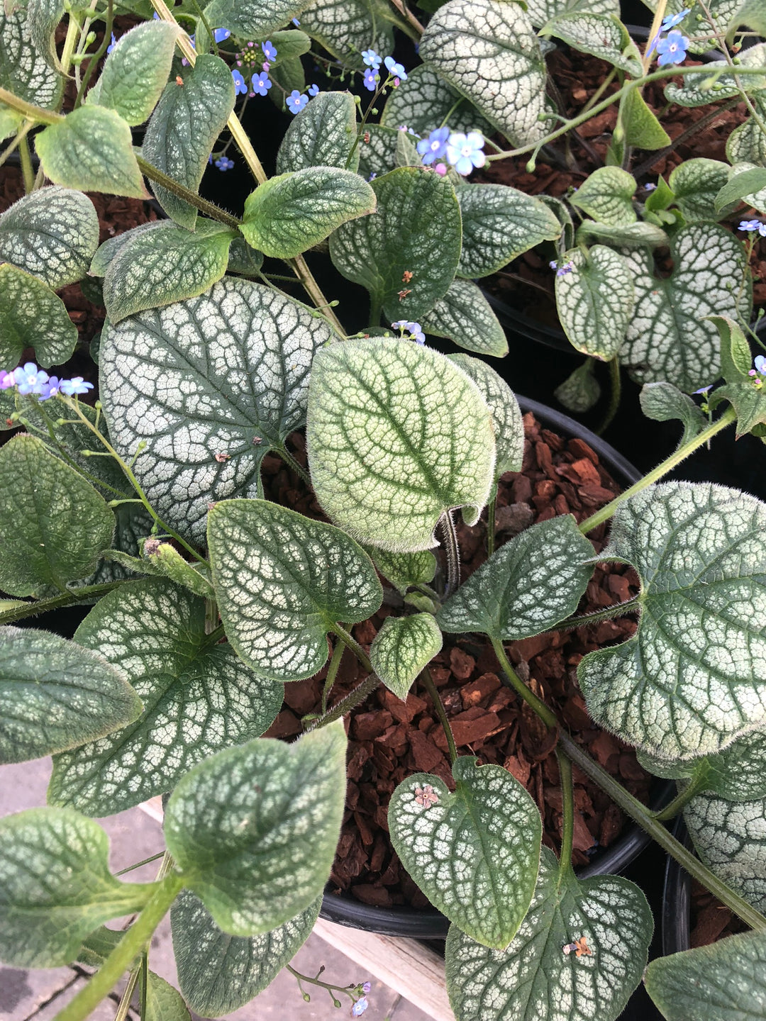 BRUNNERA mac. Jack of Diamonds