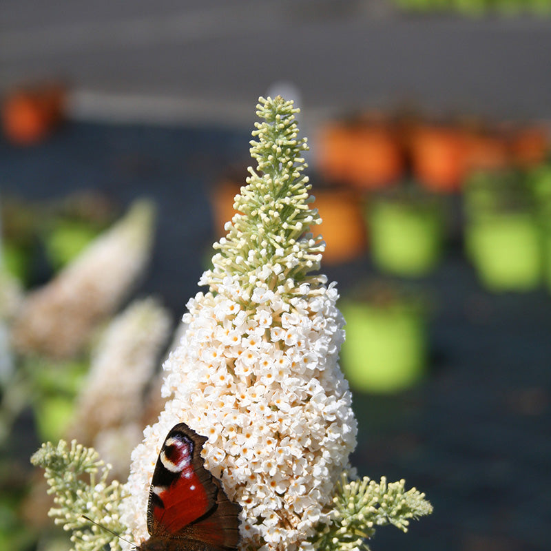 Buddleja Buzz Ivory