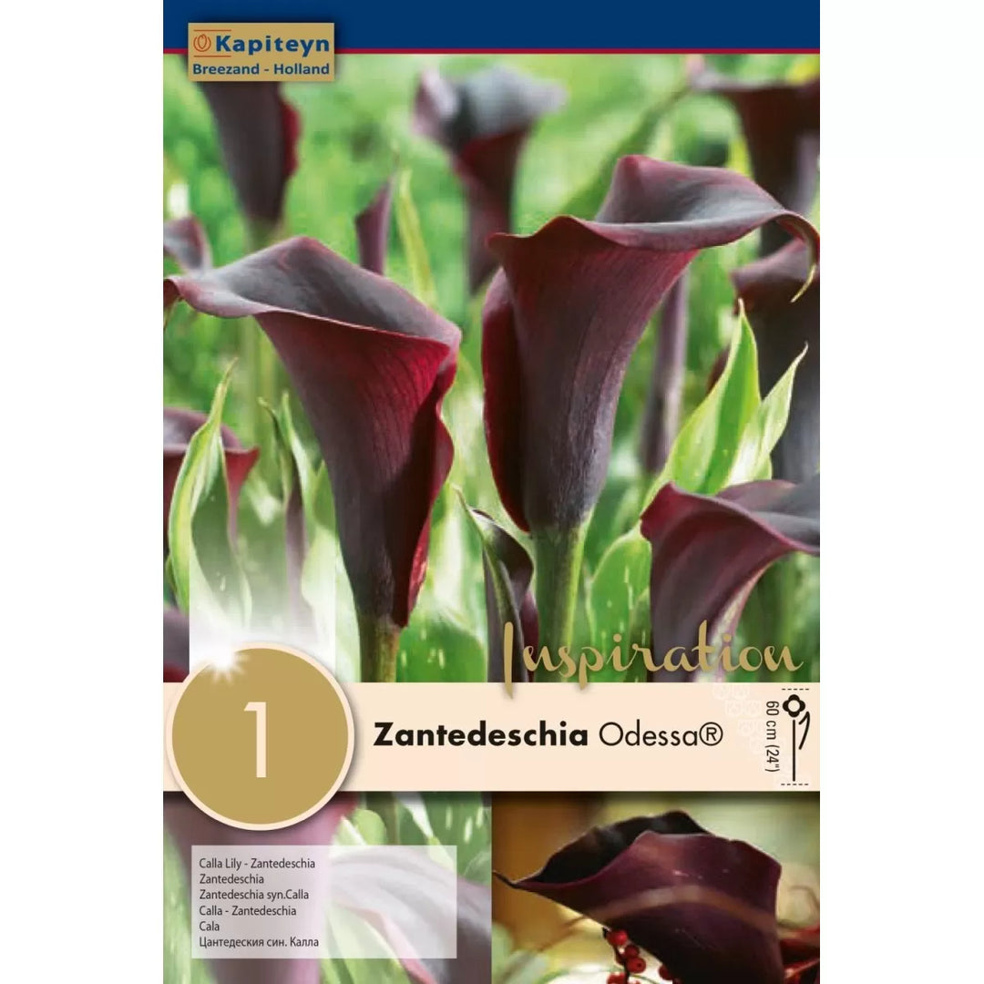 ZANTEDESCHIA ODESSA
