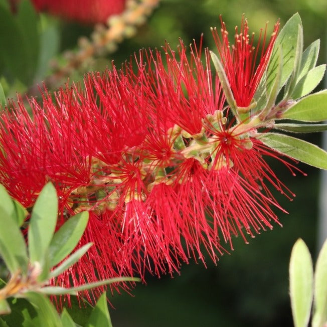 CALLISTEMON RIGIDUS