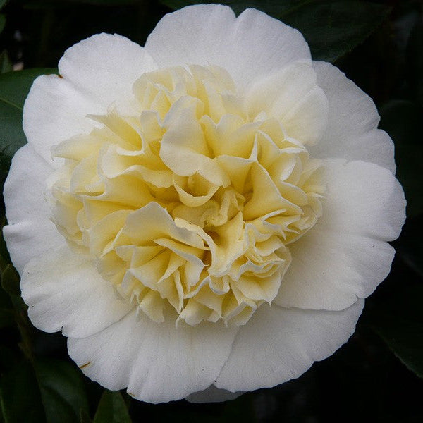 Camellia Jap. Brushfields Yellow - Shrubs - Windyridge Garden Centre