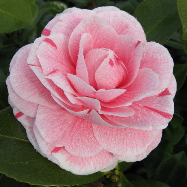 Camellia Jap. Bonomiana - Shrubs - Windyridge Garden Centre