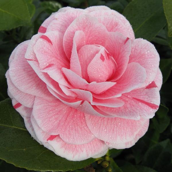 Camellia jap. Bonomiana