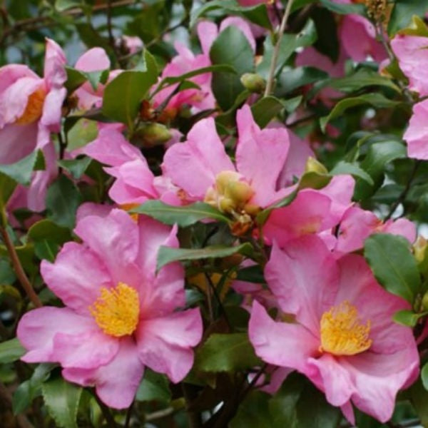 Camellia Sasanqua - Shrubs - Windyridge Garden Centre