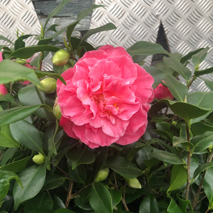 Camellia Jap. Marie Bracey - Shrubs - Windyridge Garden Centre