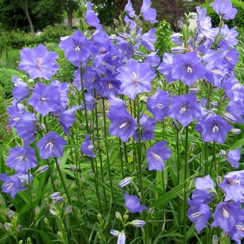 Campanula Pers. Coerulea - Herbaceous - Windyridge Garden Centre