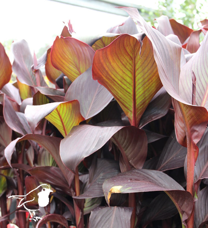 Canna Island Red Velvet (17cm Pot)
