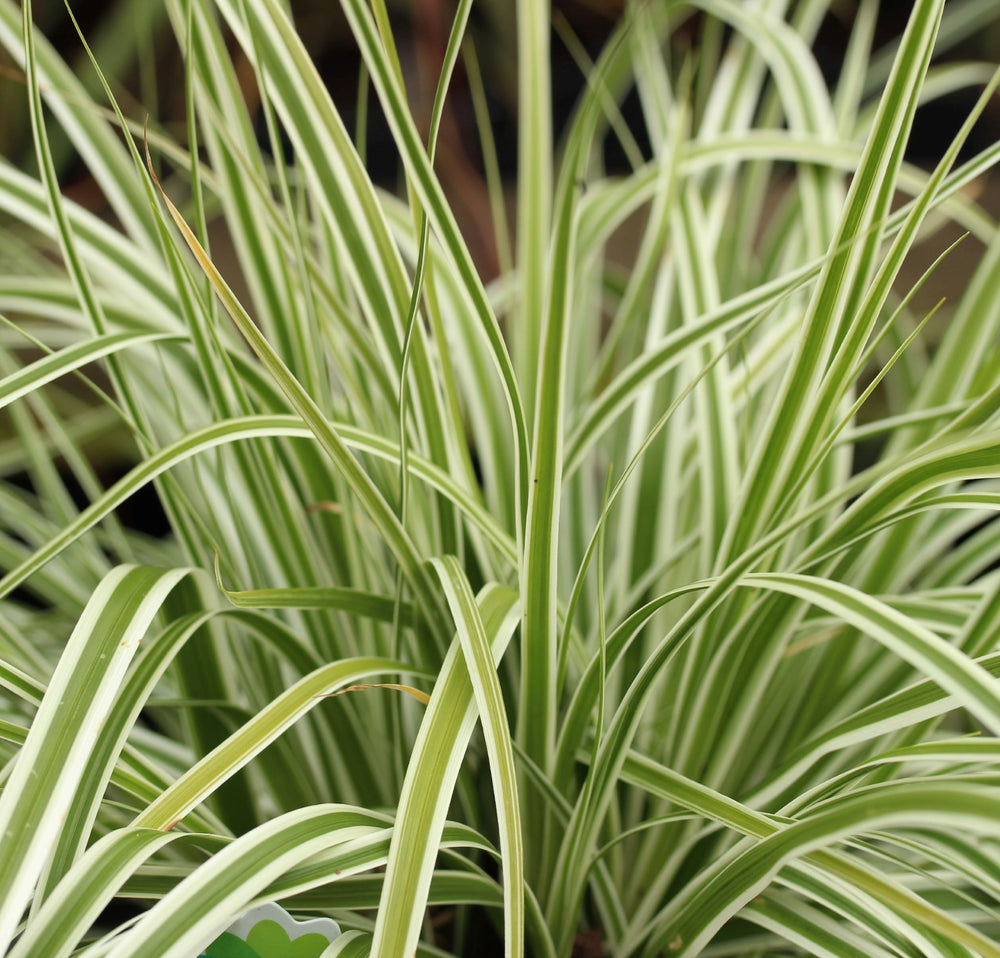 Carex Everest - Herbaceous - Windyridge Garden Centre