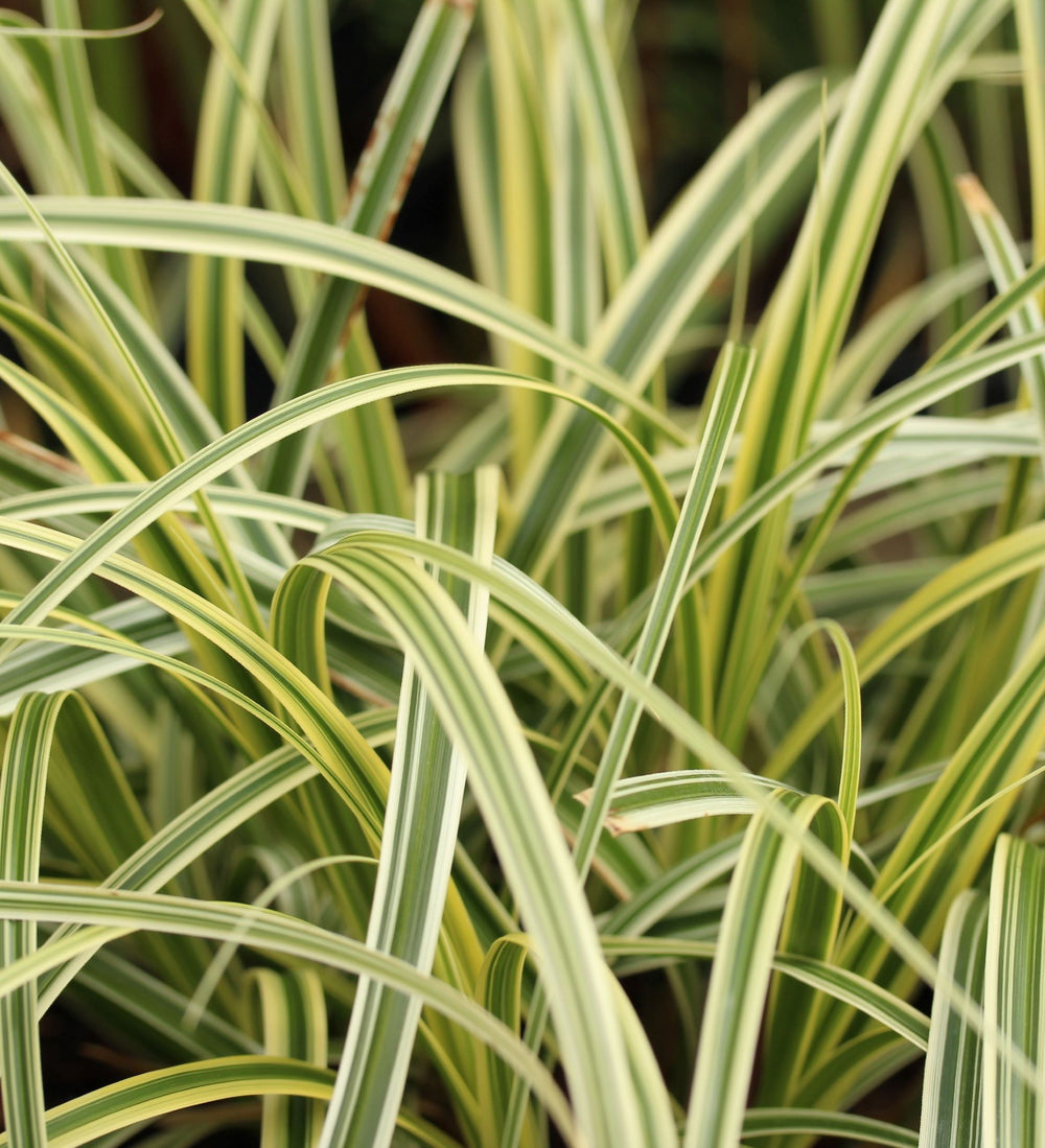 Carex Feather Falls - Herbaceous - Windyridge Garden Centre