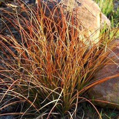 CAREX comans Prarie Fire