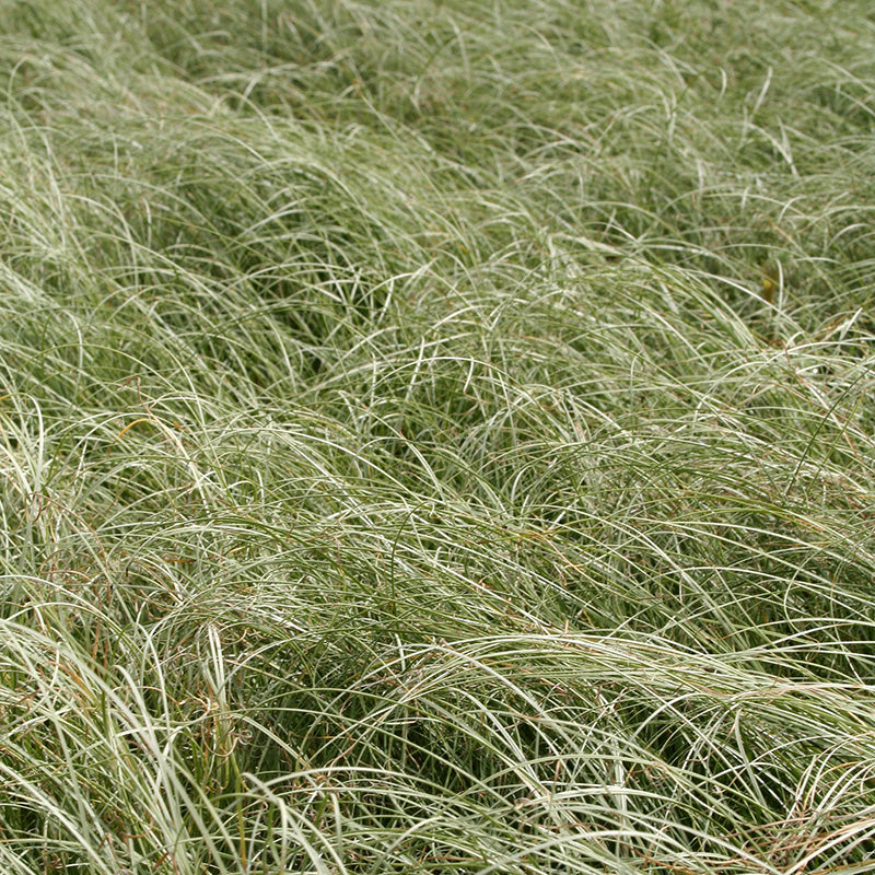 Carex comans Amazon Mist