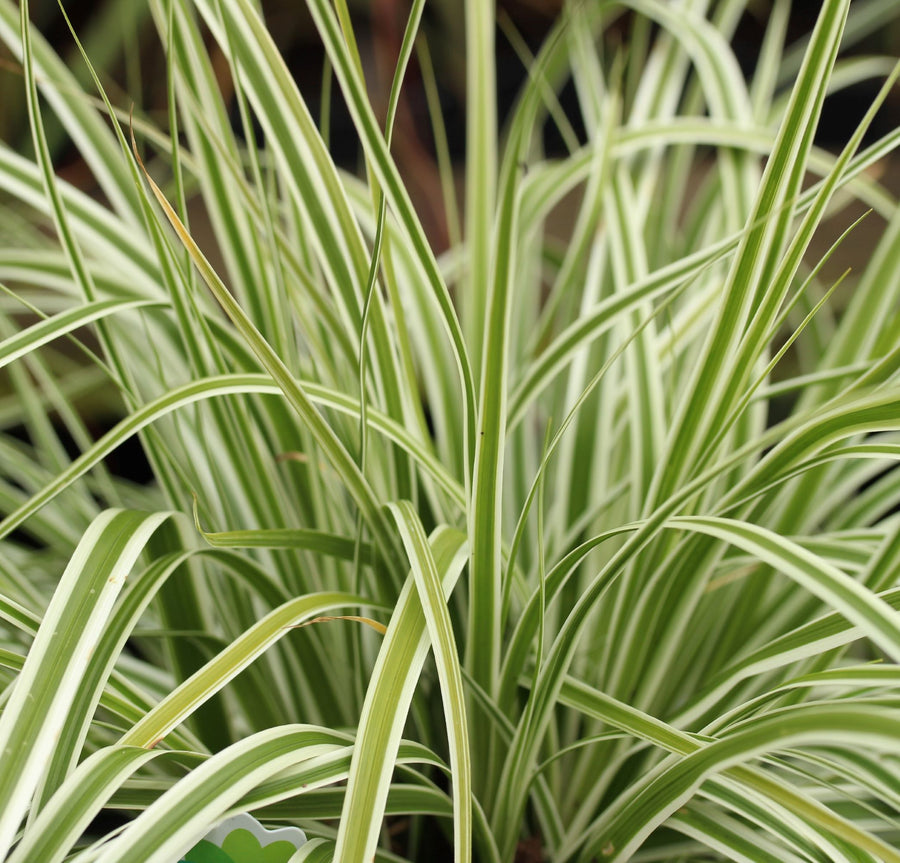 Carex-(Everest)-Plant