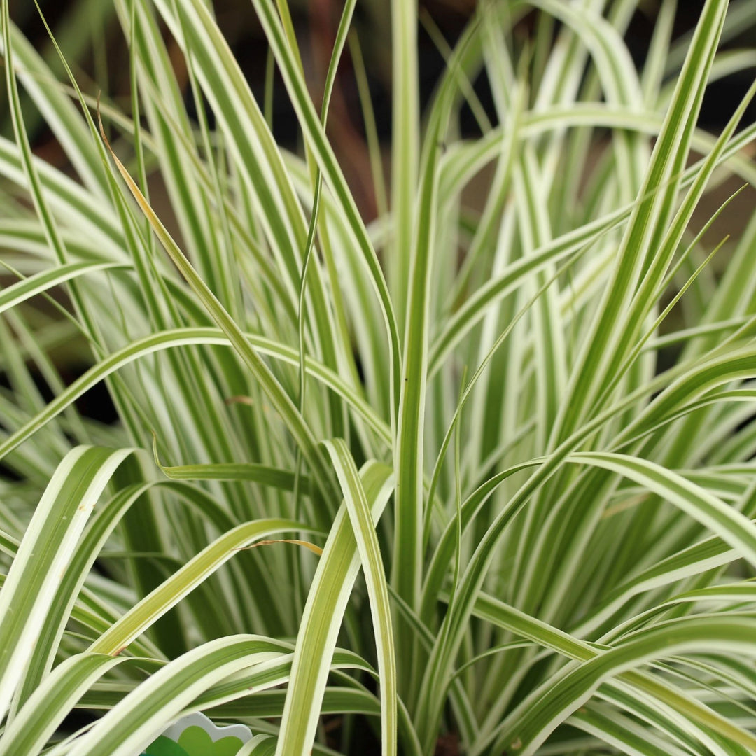 Carex-(Everest)-Plant