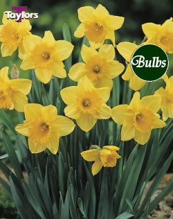 NARCISSUS CARLTON CARRI-PACK 1.5KG