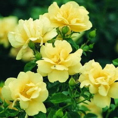 FLOWER CARPET GOLD STD