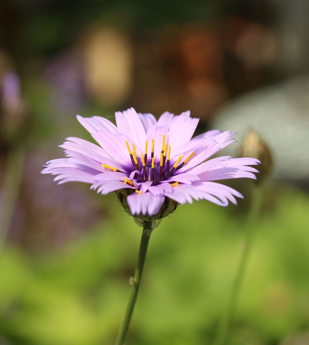 Catananche caerulea