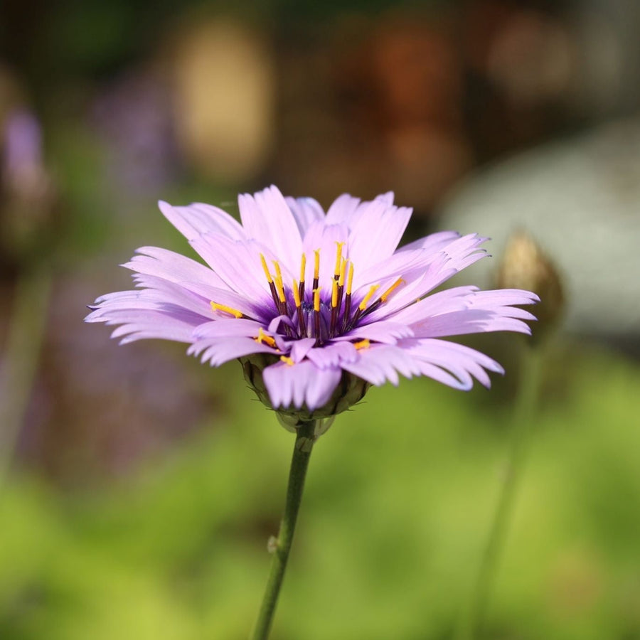 Catananche -Caerulea-Flower