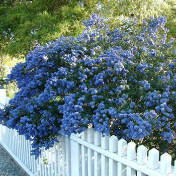 Ceanothus 'Concha' 100 Cm. - Shrubs - Windyridge Garden Centre