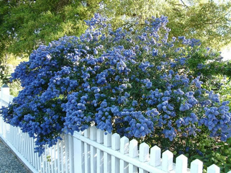 Ceanothus Concha - Climbers - Windyridge Garden Centre