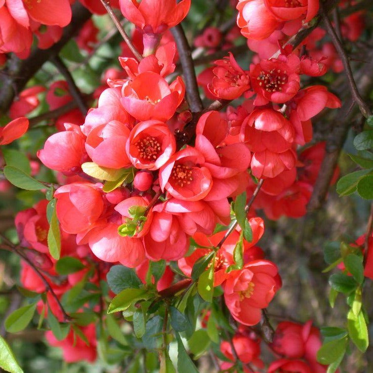 Chaenomeles Spec. Rubra - Climbers - Windyridge Garden Centre
