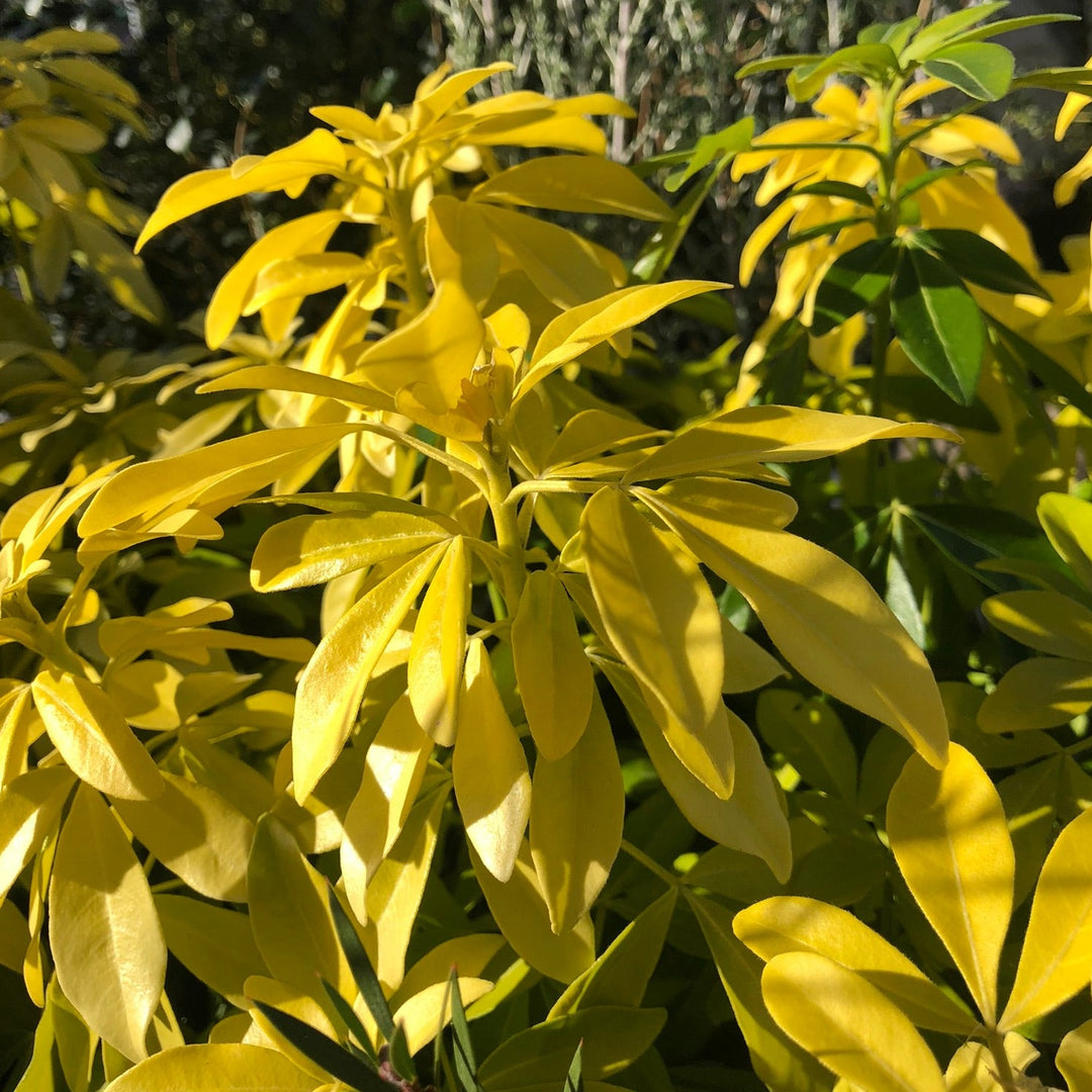 Choisya ternata Brica