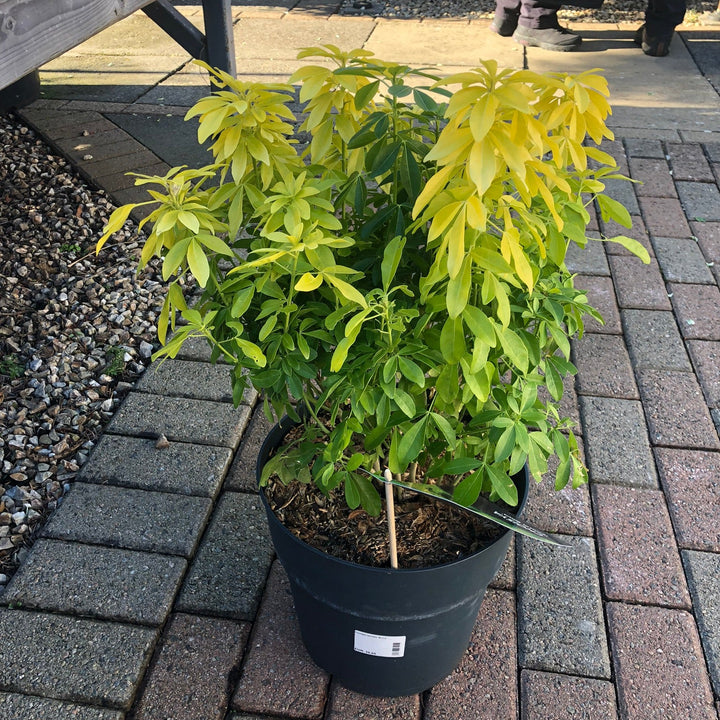 Choisya ternata Brica