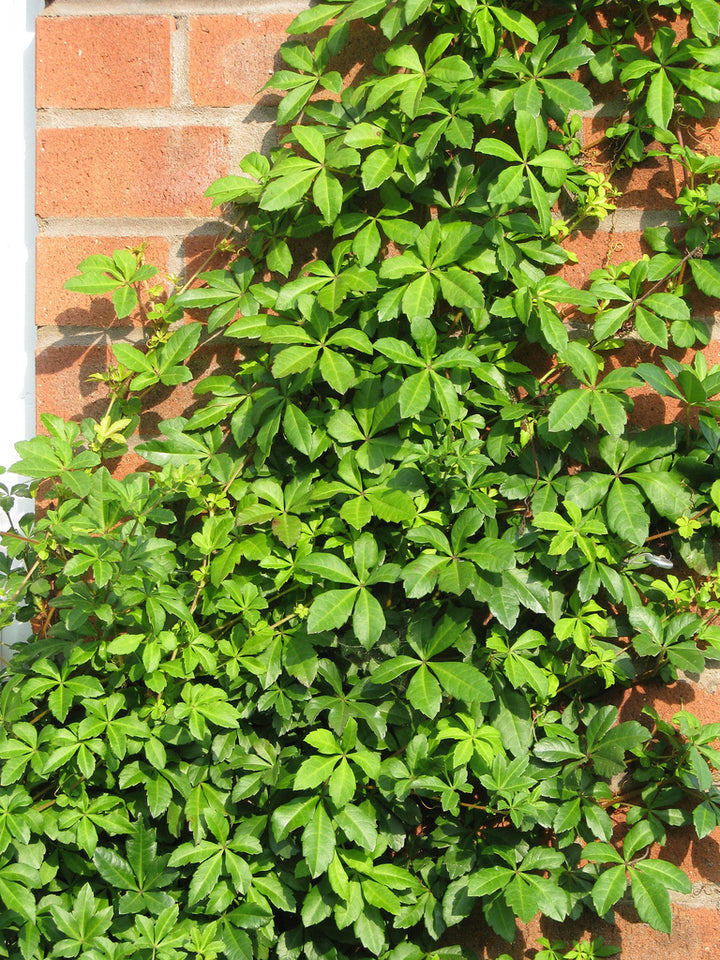 Cissus striata