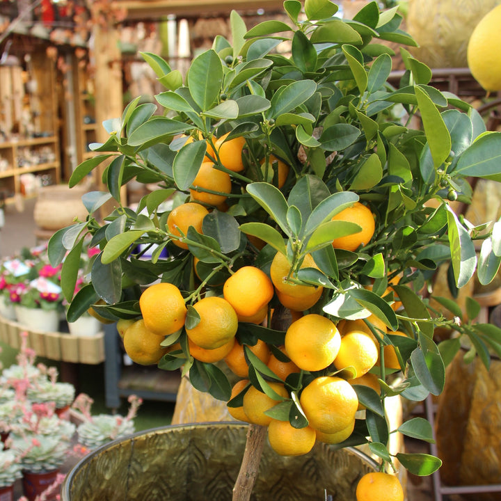 Citrofortunella Calamondin Tree