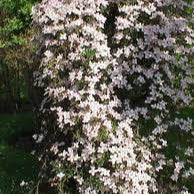Clematis Montana Rubens 4Ltr - Climbers - Windyridge Garden Centre