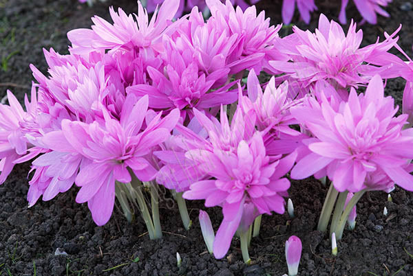 COLCHICUM WATER LILY loose