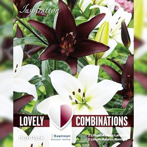 COMBI LILIUM WHITE & BLACK 4