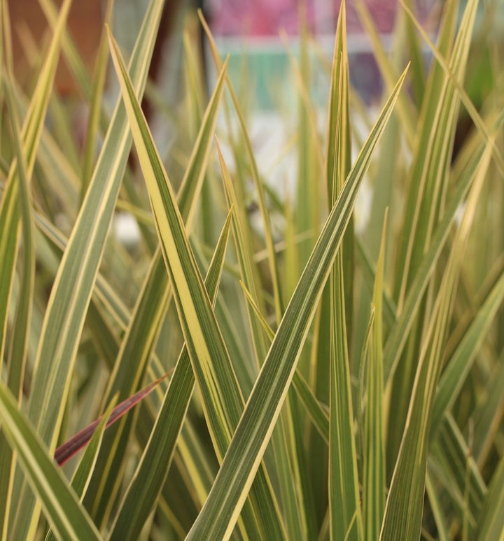 Cabbage Palm (Cordyline Australis Torbay Dazzler)