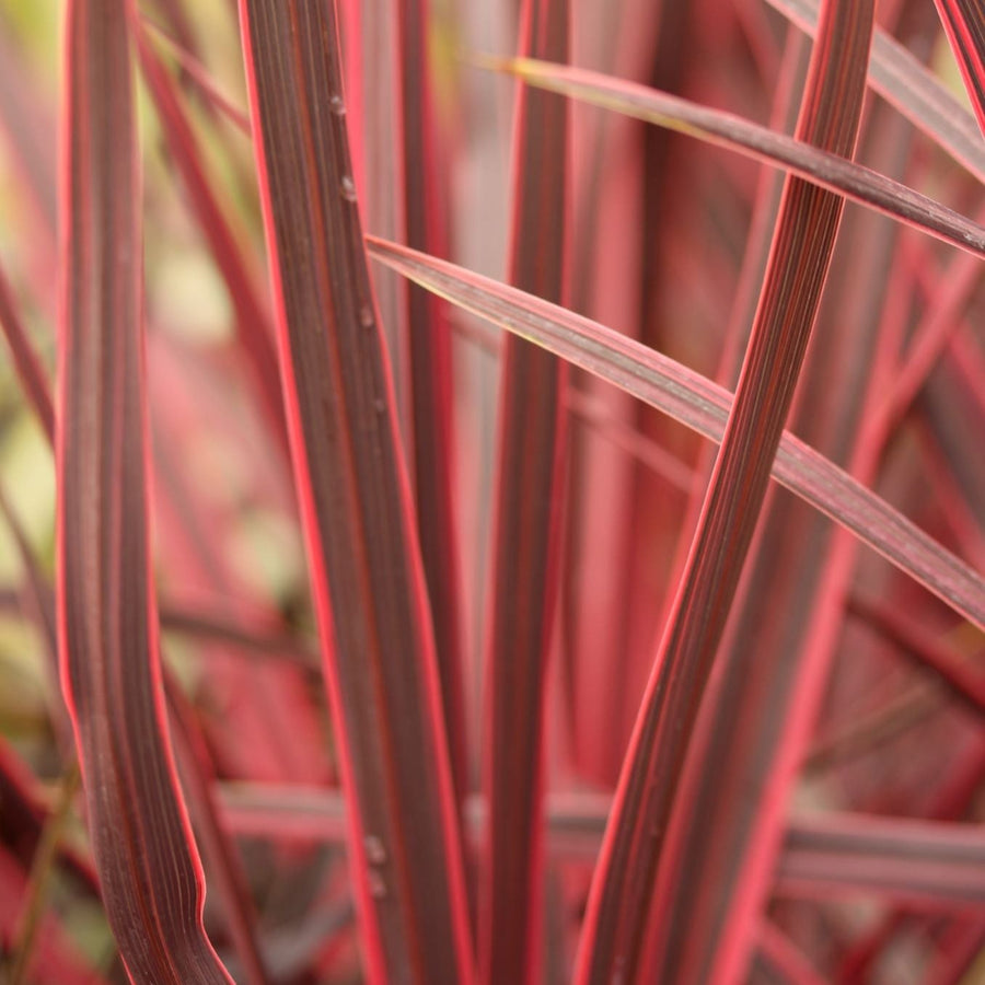 Cordyline Austr. Charlie Boy - Shrubs - Windyridge Garden Centre