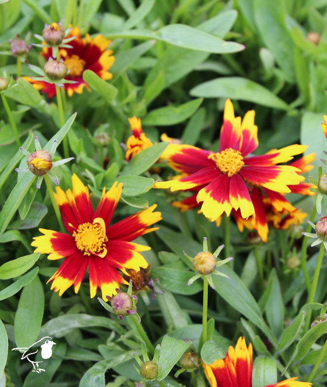 Coreopsis UpTick Gold Bronze