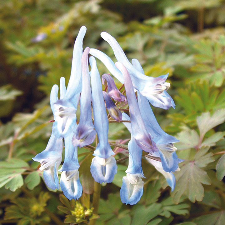 Corydalis Porcelain Blue