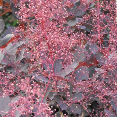 Cotinus-cog-Lilla-Flower-1