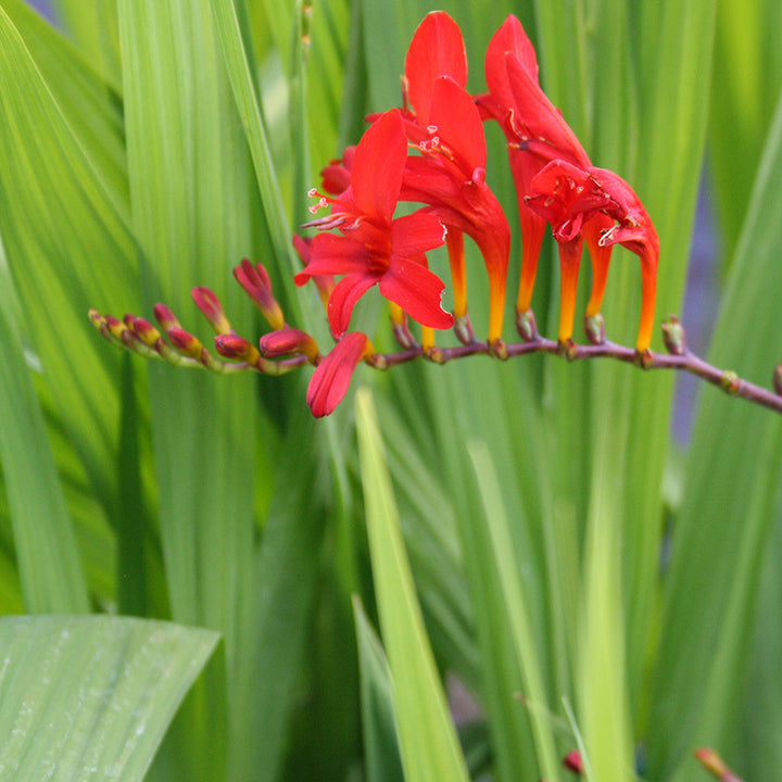 Montbretia Crocosmia Lucifer (2Ltr Pot)