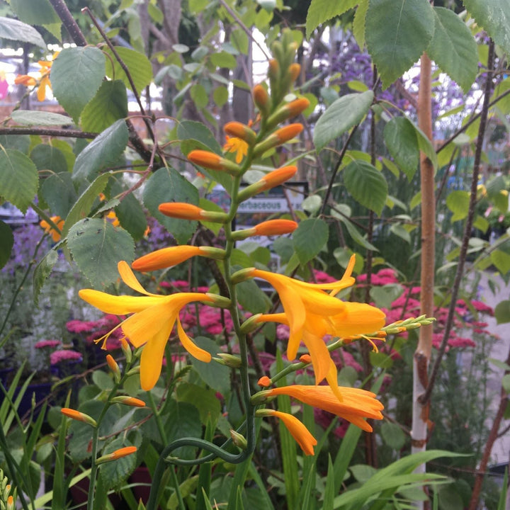 Coppertips Crocosmia George Davidson (2Ltr Pot)