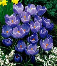 CROCUS BLUE