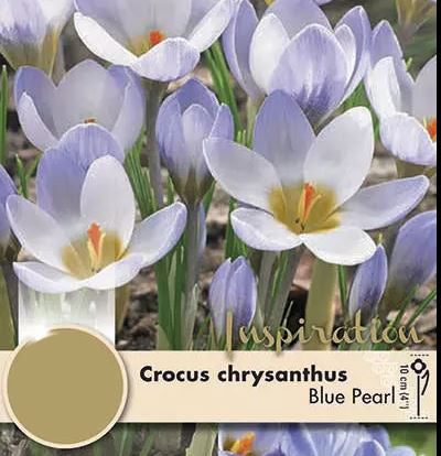 CROCUS BLUE PEARL