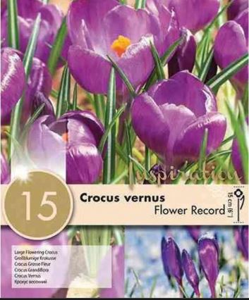 CROCUS FLOWER RECORD X 10