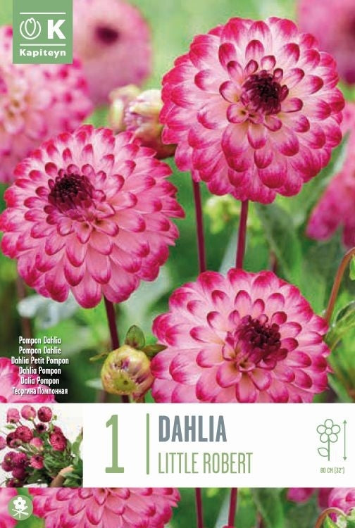 DAHLIA LITTLE ROBERT