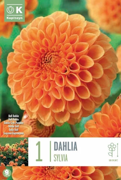 DAHLIA SYLVIA x 1