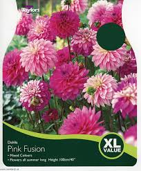 3 Dahlia Pink Fusion I - Bulbs - Windyridge Garden Centre