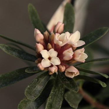 Daphne trans. Eternal Fragrance