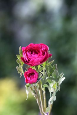 Ranunculus-Dark Pink