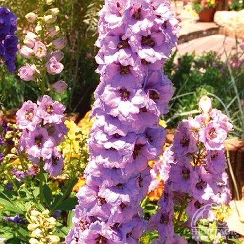 Delphinium Astolat